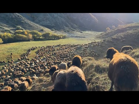 GÖÇ YOLCULUĞU BAŞLADI GECE BOYU KURTLAR SÜRÜYÜ RAHAT
