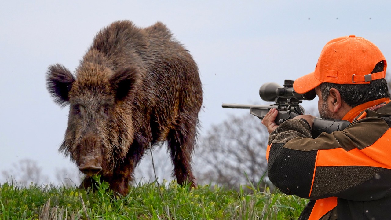 GIANT WILD BOAR HUNTING TO PROTECT CROPS