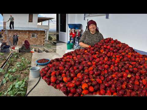 KUŞBURNU YAPMAYA HAZIRLIK YAPIYORUZ KOMŞUMUZUN YENİ EKMEK