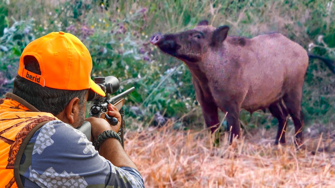 HUNTING BIG WILD BOARS (MASSIVE HERDS)
