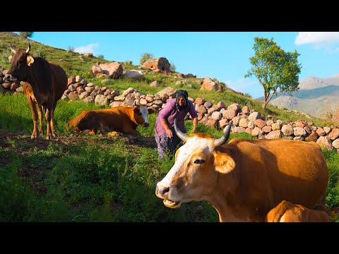 Dört Mevsim Yayla ve Dağ Hayatı- Taş Evde Yaşam