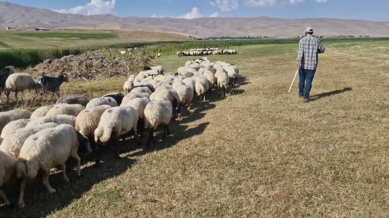 Doğa harikası çobanlar ve köpekleri