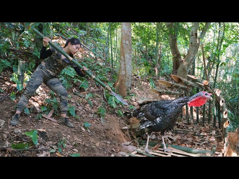 detect traces, turkey, skills, set traps to catch, survival
