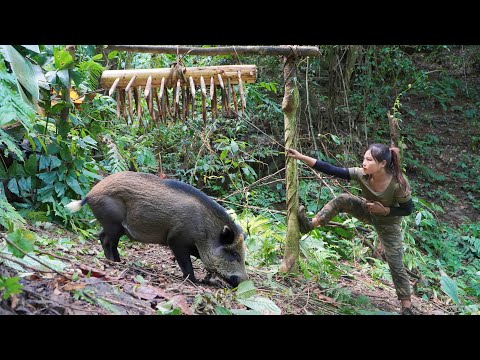 detect wild boar traces, trap setting skills to catch them