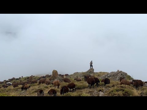 BULUTLARIN ÜSTÜNDEKİ SÜRÜ YAYLADA KIŞLIK PEYNİRİ