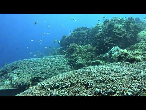 2608小笠原 サンゴに小魚たち
