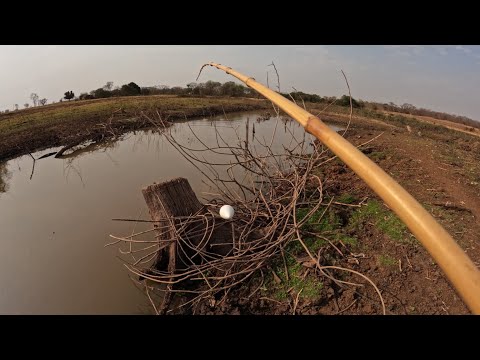 Milhares de peixes nesse córrego do Rio turvo veja o