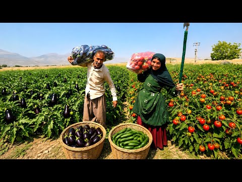 Amazing Harvest Nomadic Couple Picks Tomatoes, Cucumbers,