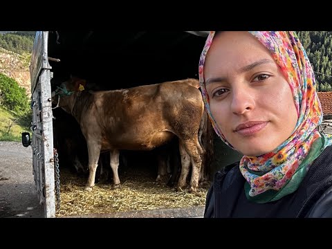 ÖRNEK BABA KIZ 2 KURBAN PAZARI/KURBANLIK DAĞITIMI