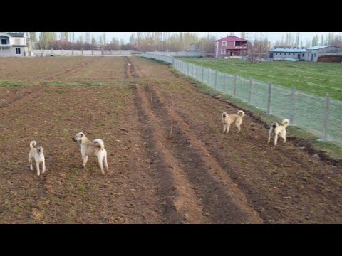 HIRÇO YABANCI KÖPEKLERE ÜSTÜNLÜK KURUYOR--TANDIR EKMEĞİ