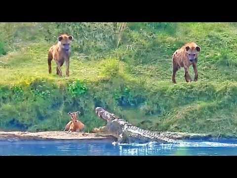 Impala with Broken Leg Chooses Crocodile Over 2 Hyenas