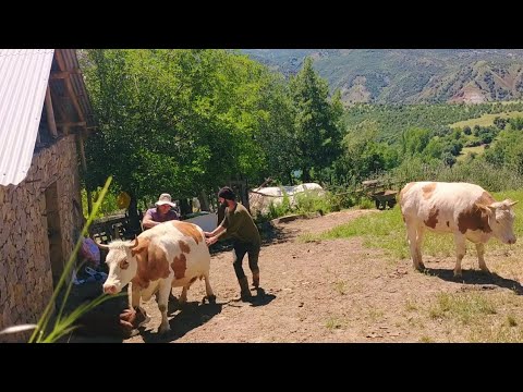 Yüksek bir dağ köyünde yaşayan ailenin zorlu yaşamı Köyde