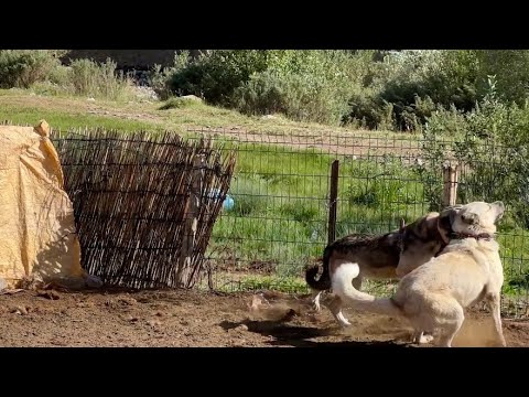 POZGEWR KUR YAPARKEN FENA YAKALANDI ÇOBAN ARKADAŞLARA