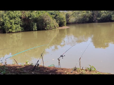 Inacreditável o maior que já peguei até hoje Pacu caranha e
