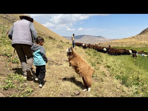 MOR KARAMAN ERKEK KUZULAR -YAYLADA RÜZGARLI BİR GÜN