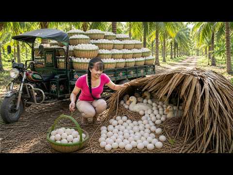 Harvest And Pick A Lot Of Duck Eggs Goes to market sell