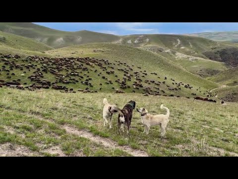 BEŞO İLE BİRLİKTE DAĞLARDA İLK GÜN - KOYUNA YAKLAŞAN BÜYÜK