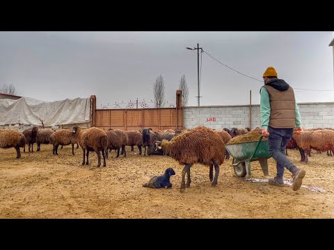 İYİLEŞTİM BİRAZ, ÇALIŞMAYA DEVAM EDİYORUM--YAĞMURLAR BAŞLADI