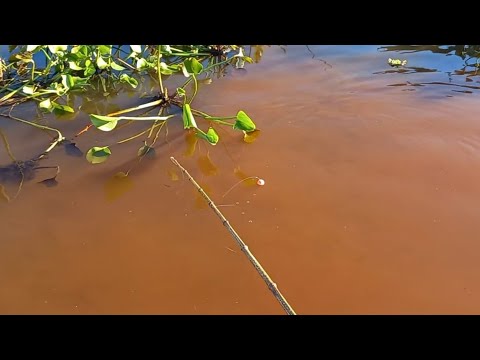 Pescaria Raiz no visual da bóia, quando afunda é só