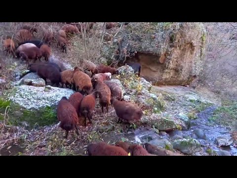 KOYUN YAYARKEN VADİDEKİ ŞELALELERİ KEŞFETTİM ÇOK GÜZEL