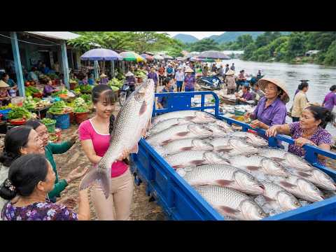 Massive 1000+ Big Fish Harvest 3-Wheeled Truck Transports