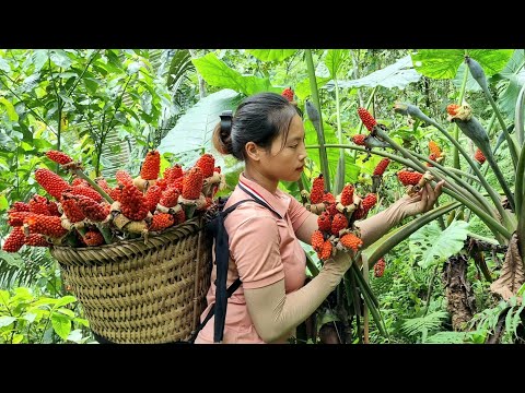harvest, taro, bring to market to sell, Triệu Thị Phương