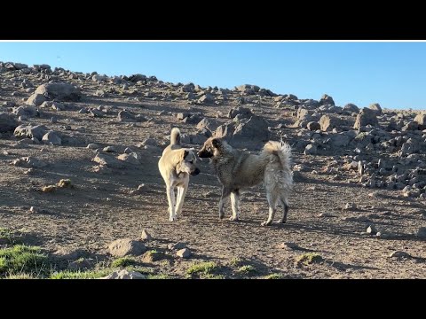 İKİ HIRÇO KARŞI KARŞIYA - KOÇ KATIMI İÇİN İLAÇLAMA BAŞLADI