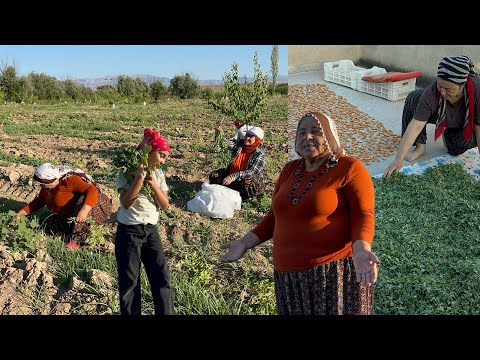 Görümcemlerle semizotu toplamaya gittikMaşallah bol