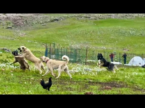 SARSILMAZ SERT DALDI YENİ DİŞİYE-KOYUNLAR AYRILIYOR