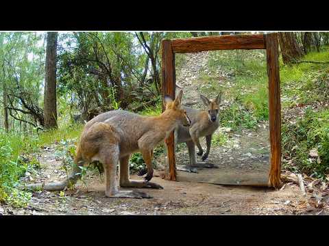 What Happens When Animals See a Mirror? Australia
