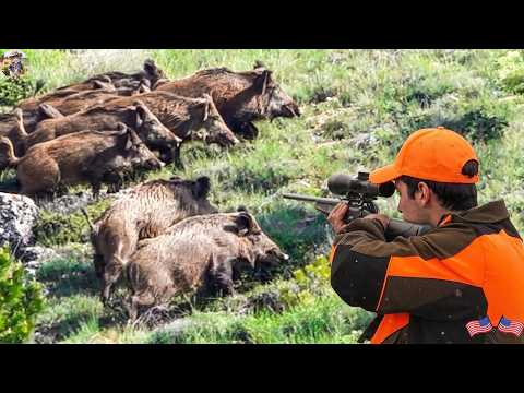 Massive Wild Boar Enclosure: What Happens When The Gate