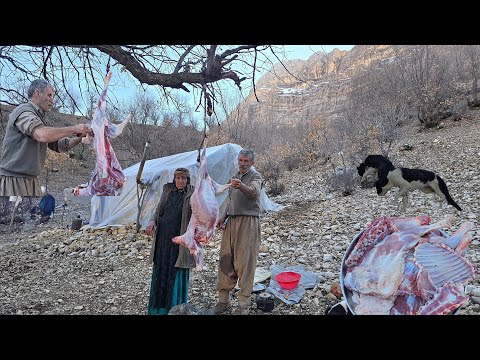 The simple and authentic life of nomads: slaughtering sheep