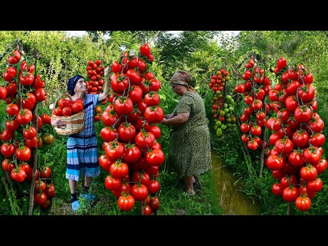Harvesting Tomatoes, Cucumbers from the Garden | Grandma