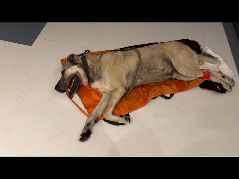 HIRÇOYU AMELİYAT İÇİN İSTANBULA GÖTÜRDÜK —HIRÇO YAŞAMA