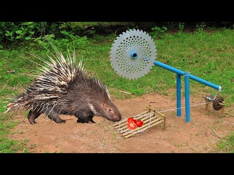 EASY PORCUPINE TRAP_ Creative DIY Porcupine Trap Using