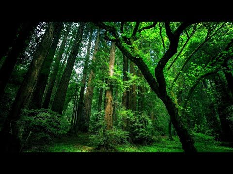 Rahatlatıcı orman ve kuş sesleri | relaxing forest sounds