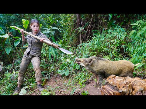 traces of wild boars, digging pits to trap piglets to