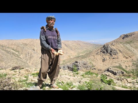 Picking wild mushrooms with Jahangir in the rugged Zagros