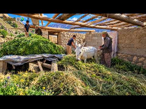 Nomads' cleverness with donkeys; turning summer roofs into