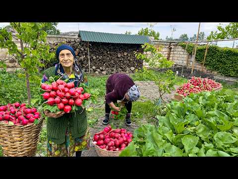 Harvesting Fresh Radish | Grandma Baked Bread in a Cauldron
