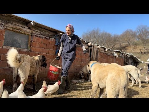 KANGAL KÖPEKLERİN BAKIMI İÇ PARAZİTLER SEPETLE YUMURTA
