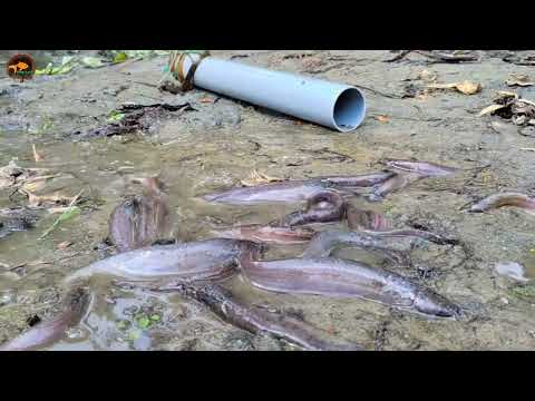 New Fishing Method In Village Barbel Fish Catching With