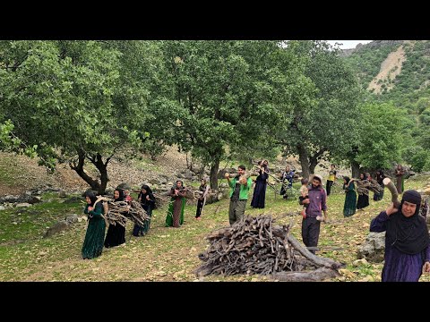 Life of Nomads in Zagros Mountains: Gathering Firewood in