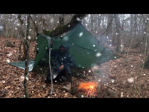 Caught in heavy snowfall under a tree: hard winter