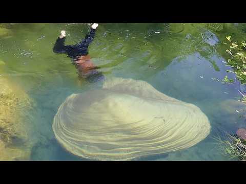 Take you into the underwater world and see golden clams