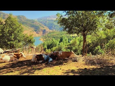 Köyde yalnız yaşayan adamın mutlu ve zorlu yaşam