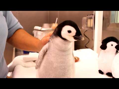 A month-old, 2-pound emperor penguin gets feeding