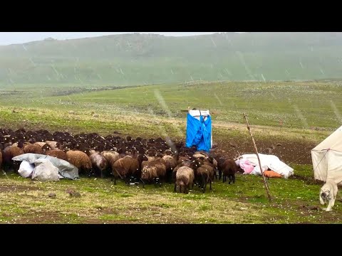 DOLU DEĞİL TAŞ YAĞDI - KUZULARIN ÇİFTİ 8 BİN LİRA