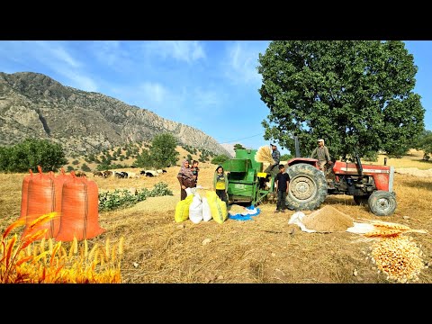 Harvesting Under the Burning Sun Nomad Family's Hardest