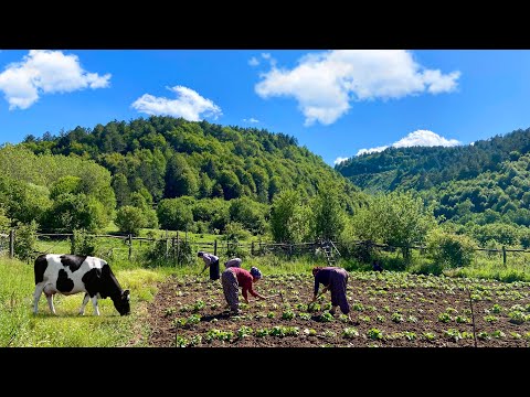 Türkiye Dağlarında Geleneksel Köy Hayatı - Belgesel